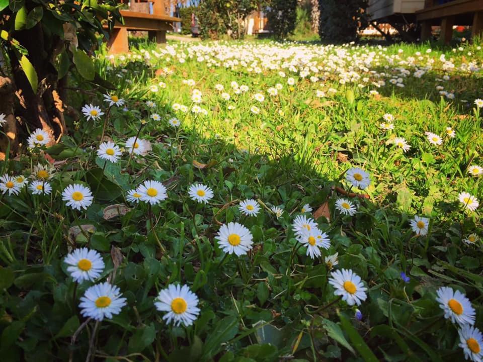 Camping Village Tuscia Tirrenica Таркиния Екстериор снимка